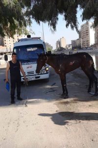 بالصور.. إنقاذ حصان من الموت غرقا في ترعة بالغربية