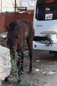 بالصور.. إنقاذ حصان من الموت غرقا في ترعة بالغربية