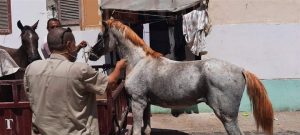 بالصور.. تخدير حصان هائج في بورسعيد "عض" مواطن