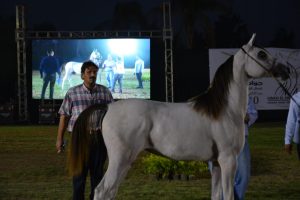 بالصور.. انطلاق بطولة "جواد النيل" للخيول العربية الأصيلة