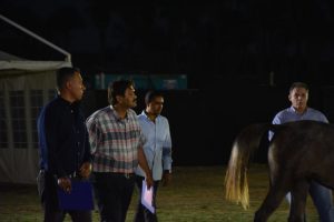 بالصور.. انطلاق بطولة "جواد النيل" للخيول العربية الأصيلة