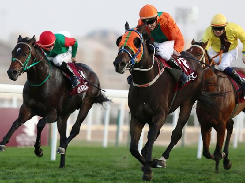 لا يعترف بالسرعة.. "بانية" أبطأ سباق في العالم بين خيول ضخمة في اليابان
