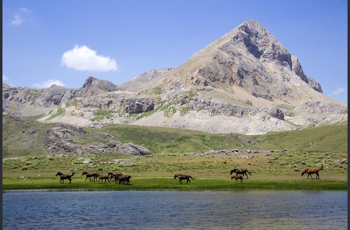 10 صور لراحة الخيول بعد يوم عمل شاق على جبل منزور