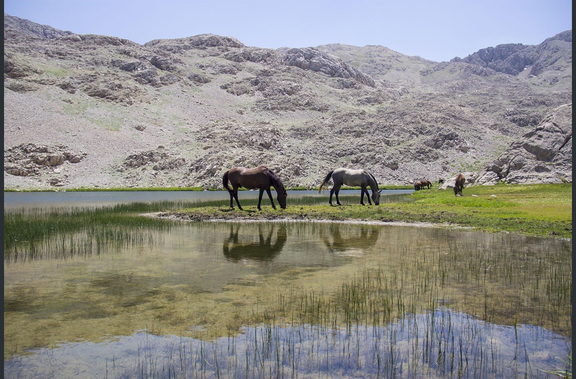 10 صور لراحة الخيول بعد يوم عمل شاق على جبل منزور