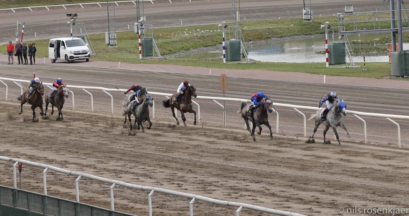 "الحصان" مهداف عذبة" يحصد لقب كأس سباق الخيول العربية الأصيلة بالسويد