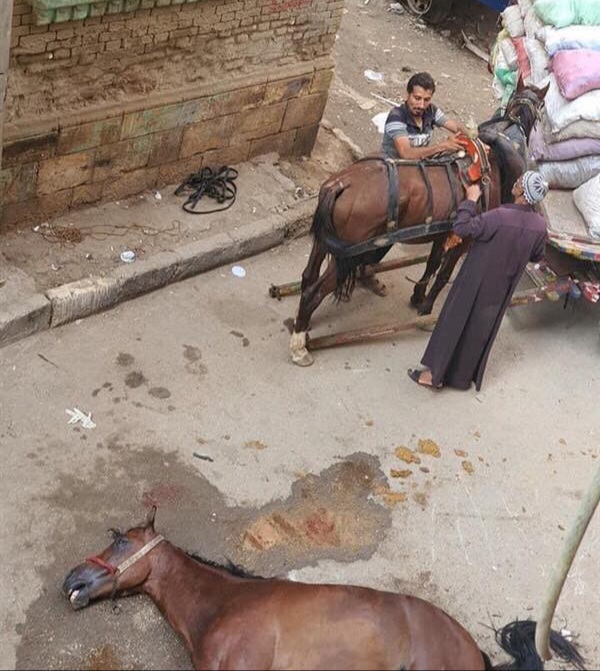 كشفتها السوشيال ميديا.. جريمة قتل حصان على يد عربجي ضربا بالشاكوش على رأسه