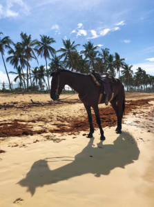 "الدومينيكان " متعة ركوب الخيل وسط البحر