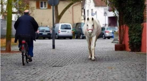 بالصور.. الفرسة "جيني" تحيي المارة في شوارع ألمانيا كل صباح