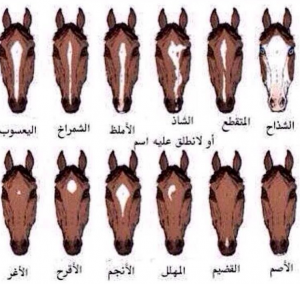 8 أنواع لـ"غُرة" الحصان العربي.. أبرزها النجمة والمبرقعة والسارحة