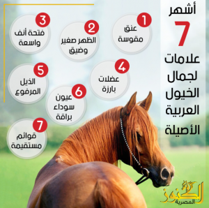 أشهر 7 علامات لجمال الخيول العربية الأصيلة