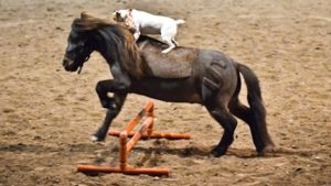 بالصور.. صداقة خاصة بين الحصان "بيلي" والكلبة "مايزي"