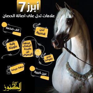 أبرز 7 علامات تدل على أصالة الحصان