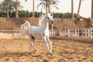مالك مزرعة إيزيس للخيول: الحصان المصري أقوى وأفضل وأنقى دماء في العالم
