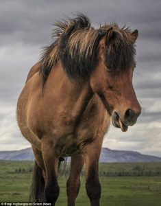 أسعد حصان في العالم.. يبتسم للكاميرا ويداعب المصور بلسانه