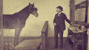 قصة عمرها 100 سنة.. الحصان "هانز الذكي" يقرأ ويحل مسائل الرياضيات