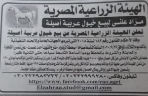 مدير محطة الزهراء لـ"الكنوز المصرية": مزاد لبيع الخيول العربية الأصيلة في محطة الزهراء
