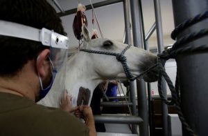 14 صورة توضح استخدام دماء الخيول في إنتاج علاج لفيروس كورونا