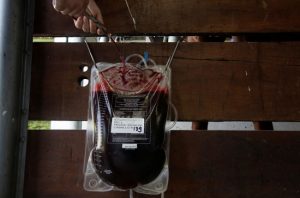 14 صورة توضح استخدام دماء الخيول في إنتاج علاج لفيروس كورونا