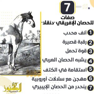 7 صفات للحصان الإفريقي "دنقلا".. أبرزها أنف محدب ورقبة قصيرة