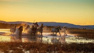 بالصور.. مشهد بديع لـ خيول راكضة على مروج أولانبوتونغ الصينية