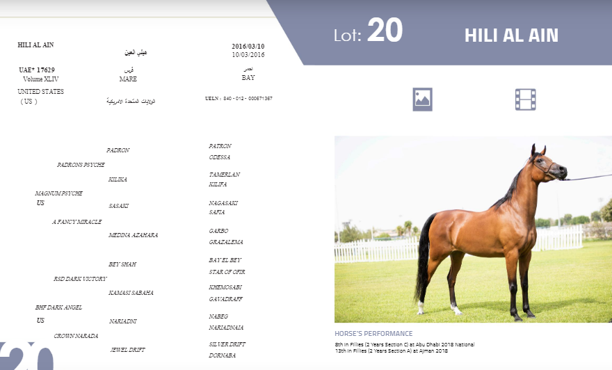 بالصور.. أسماء وصفات وأنساب 23 حصانا في مزاد جمعية الإمارات للخيول العربية الأصيلة 30 أكتوبر