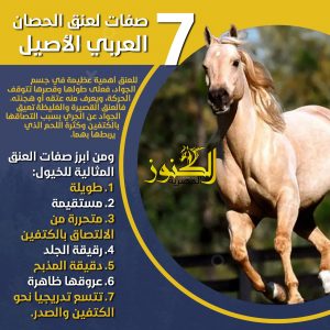 7 صفات لعنق الحصان العربي الأصيل