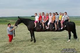 حقيقة الصورة المتداولة عن أطول "حصان" بالعالم