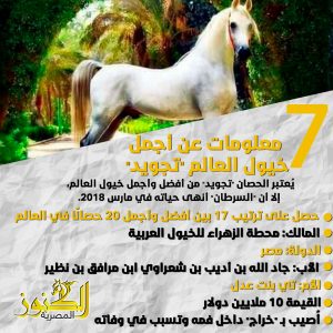 7 معلومات عن "تجويد" أجمل خيول العالم إنتاج محطة الزهراء المصرية