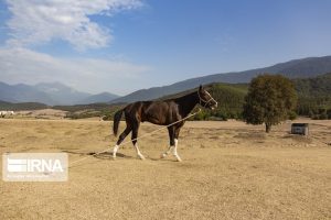 12 صورة من مسابقة جمال الخيول التركمانية بمشاركة أجمل 100 حصان