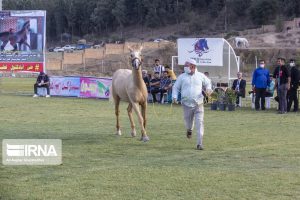 12 صورة من مسابقة جمال الخيول التركمانية بمشاركة أجمل 100 حصان