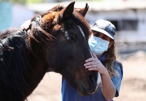 12 صورة من داخل جمعية خيرية لإنقاذ الخيول المريضة والمسنة في الأرجنتين
