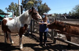 12 صورة من داخل جمعية خيرية لإنقاذ الخيول المريضة والمسنة في الأرجنتين