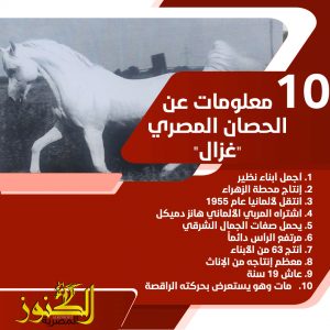10 معلومات عن الحصان المصري "غزال" الذي مات مرفوع الرأس في ألمانيا