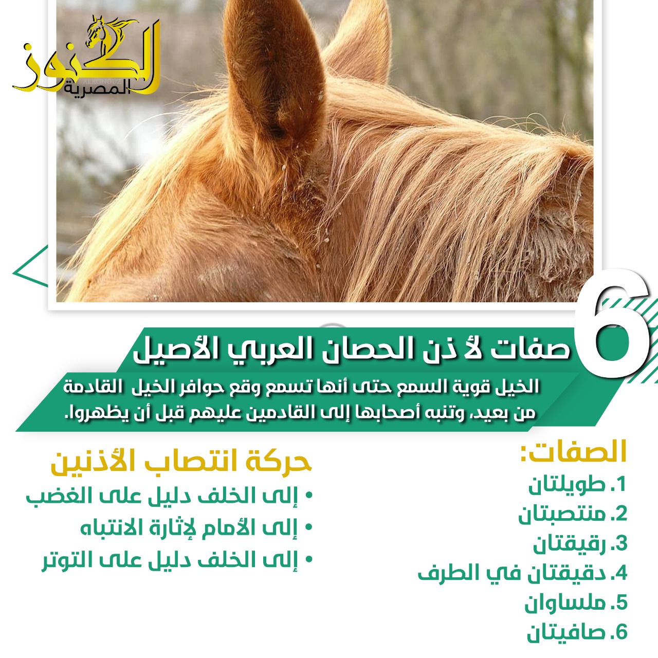 6 صفات خاصة لأذن الحصان العربي الأصيل