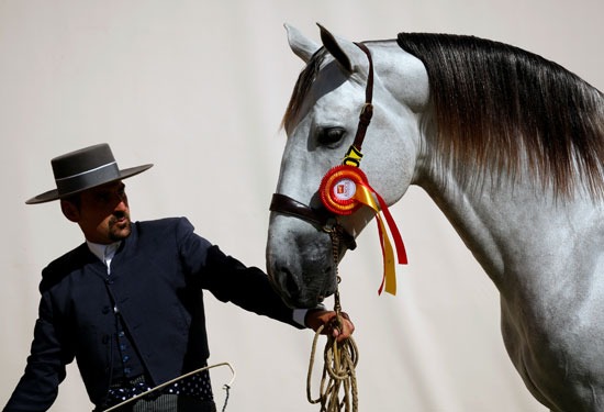 8 صور عن جمال الخيول الإسبانية المشاركة في معرض "سيكاب" الدولي
