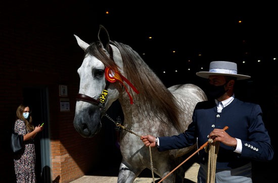 8 صور عن جمال الخيول الإسبانية المشاركة في معرض "سيكاب" الدولي