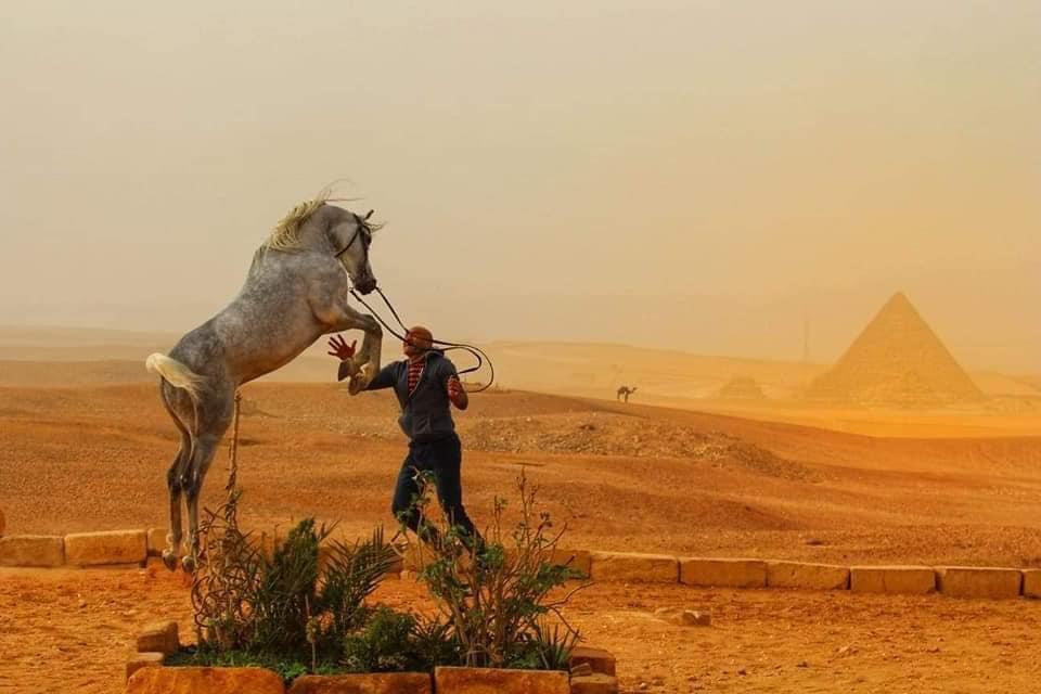 الحصان "شادي" يفوز بالمركز الثالث في مهرجان البحيرة الدولي للجواد العربي