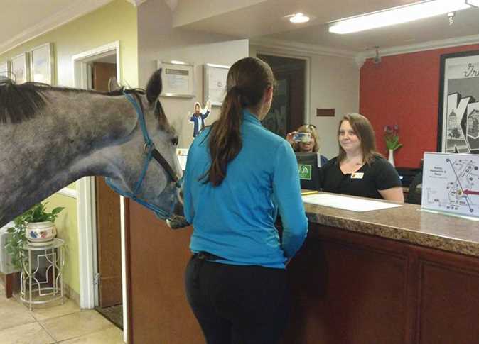 بالفيديو.. الحصان "بليز" يتقاسم غرفة فندقية مع مالكته في أمريكا بـ10 آلاف دولار