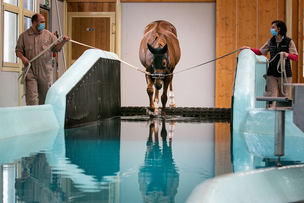 بالصور.. حصان يسبح في حوض سباحة بانورامي بفرنسا