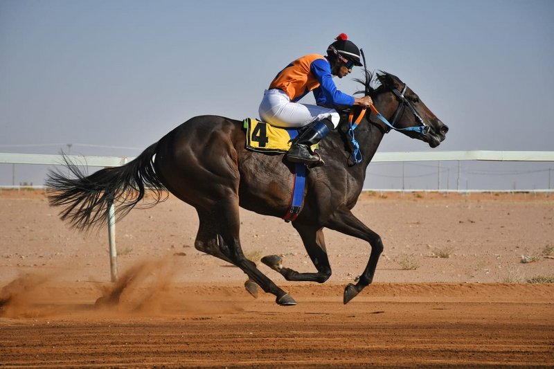 بالأسماء والصور.. الخيول الفائزة بالمراكز الأولى في سباق منطقة حائل السعودية
