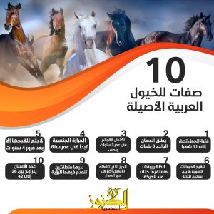10 صفات للخيول العربية الأصيلة