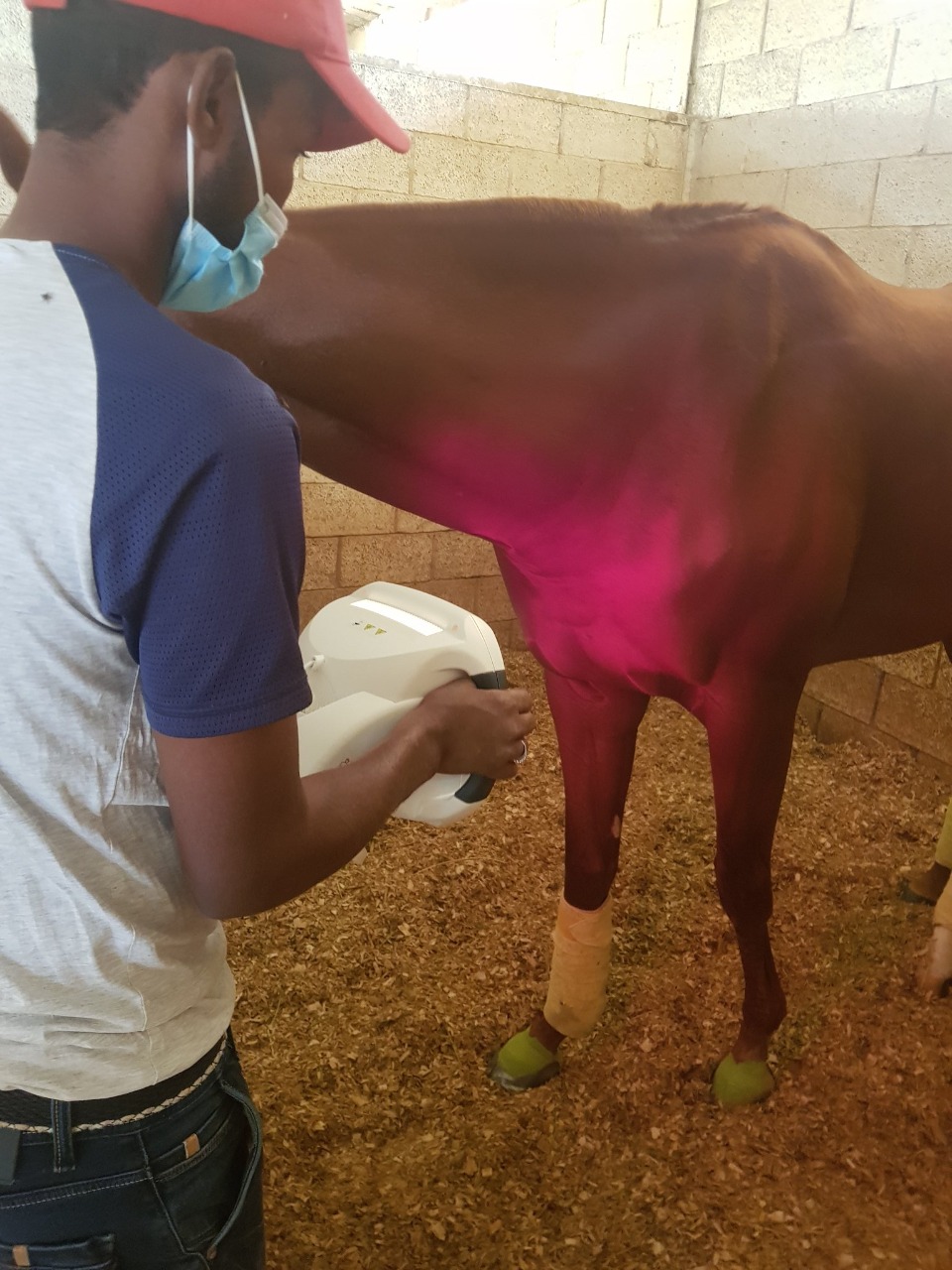 4 فوائد لعلاج الخيول بالأشعة تحت الحمراء.. أهمها إعادة نشاط الخلايا المصابة