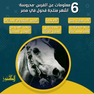 6 معلومات عن الفرس "محروسة" أشهر منتجة فحول في مصر