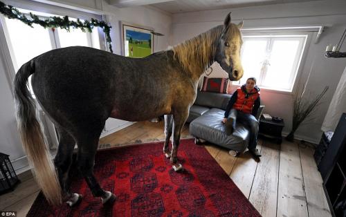 16 صورة في حياة الحصان نصار.. يلعب بيانو ويشرب عصير ويحب الوقوف أمام المرآة
