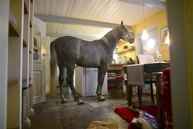 16 صورة في حياة الحصان نصار.. يلعب بيانو ويشرب عصير ويحب الوقوف أمام المرآة