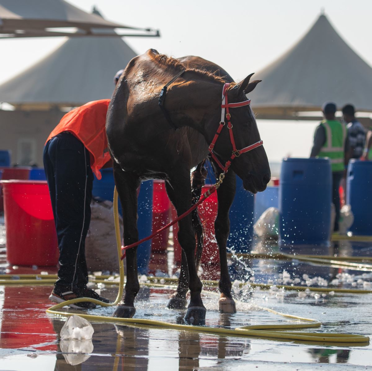 15 صورة تبرز جمال الخيول في سباقات البحرين - الكنوز المصرية