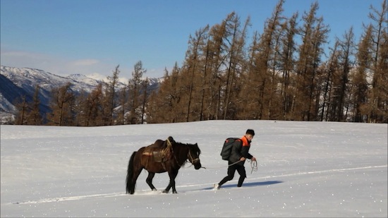بالصور.. استخدام الخيول في التنقل بالمناطق الباردة