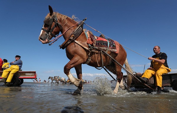 بالصور.."الخيول" تصطاد الجمبري في بلجيكا