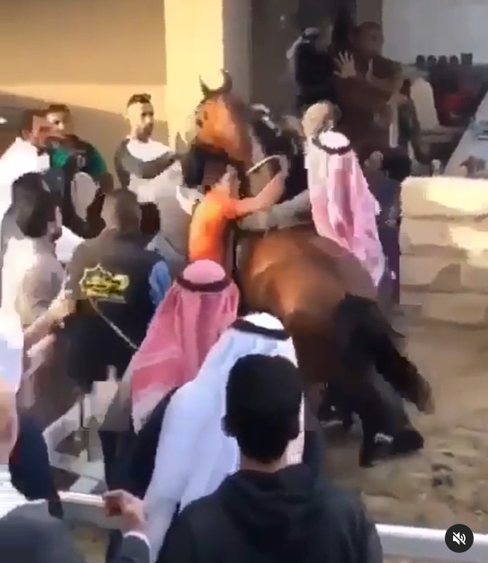 بالفيديو.. غضب وهيجان الحصان "صفوان نيار" بعد مشاركته في السباق
