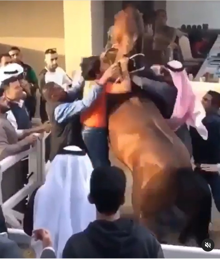 بالفيديو.. غضب وهيجان الحصان "صفوان نيار" بعد مشاركته في السباق